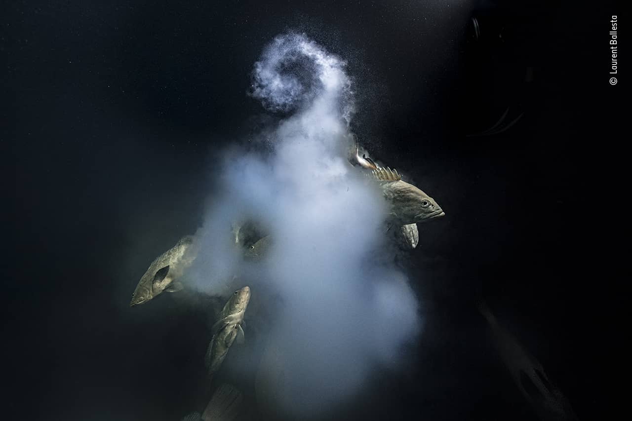 Un photographe français nommé Wildlife Photographer of the Year 2021 1