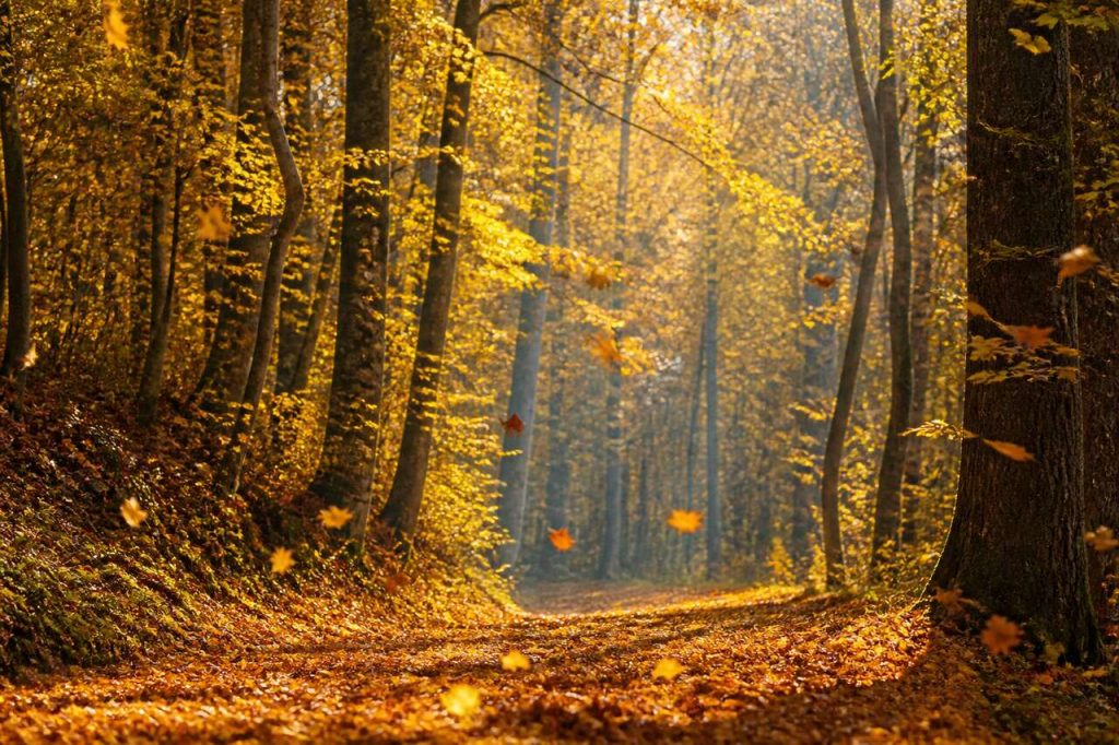 Guide Photos d'Automne : astuces et Techniques
