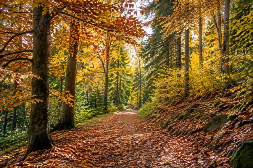 Améliorer ses Photos d'Automne : conseils et Techniques